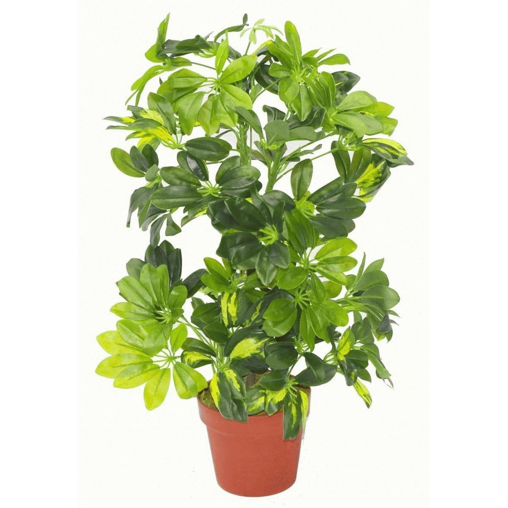 75cm Medium Artificial Gold Capella Umbrella Plant – Schefflera Arboricola with Gold Planter