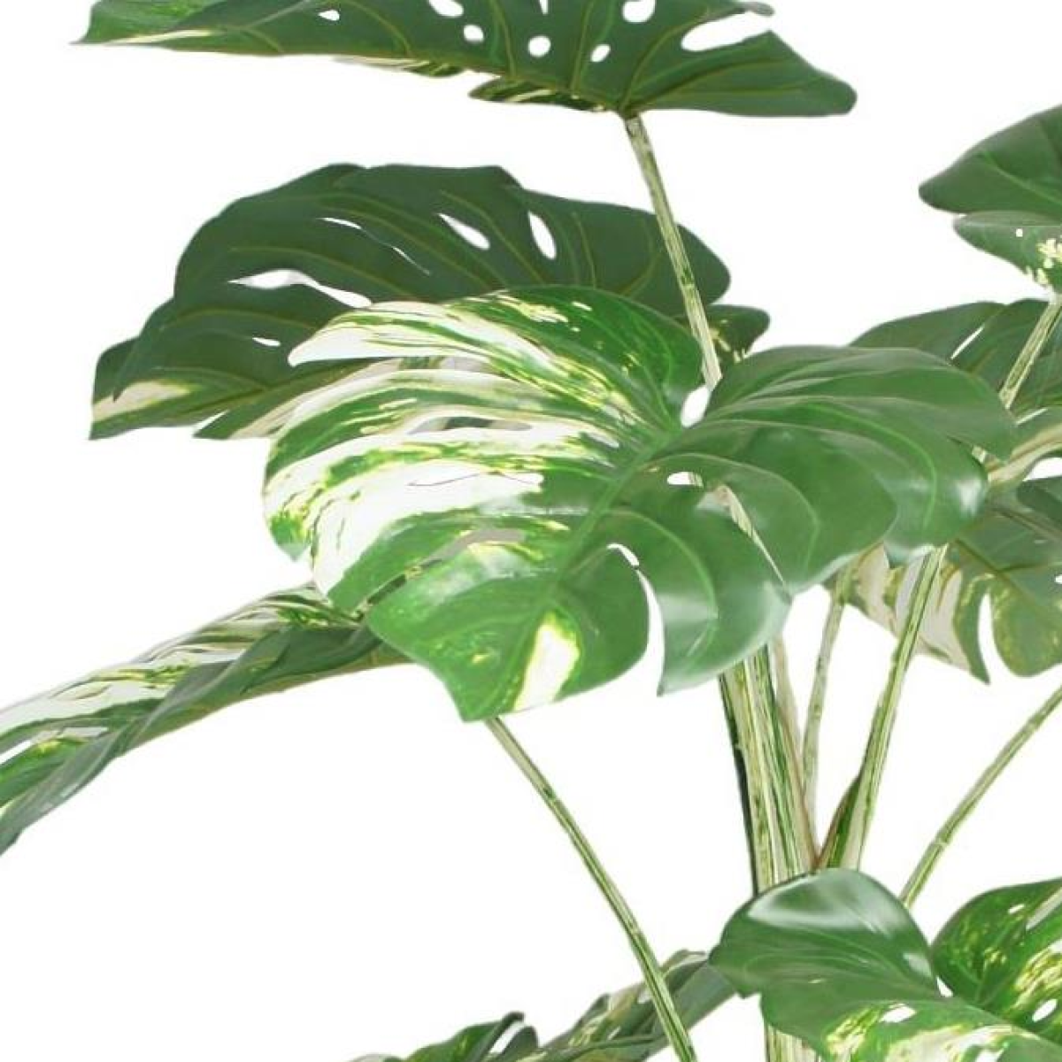 180cm Extra Large Variegated Monstera Artificial Plant – Lifelike Indoor Tropical Plant