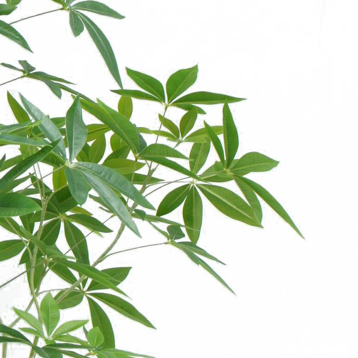 150cm Large Artificial Money Tree Pachira – Realistic Faux Plant