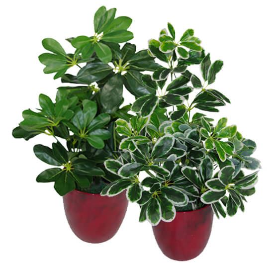 55cm Small Compact Artificial Dark Green Umbrella Plant – Realistic Schefflera Arboricola