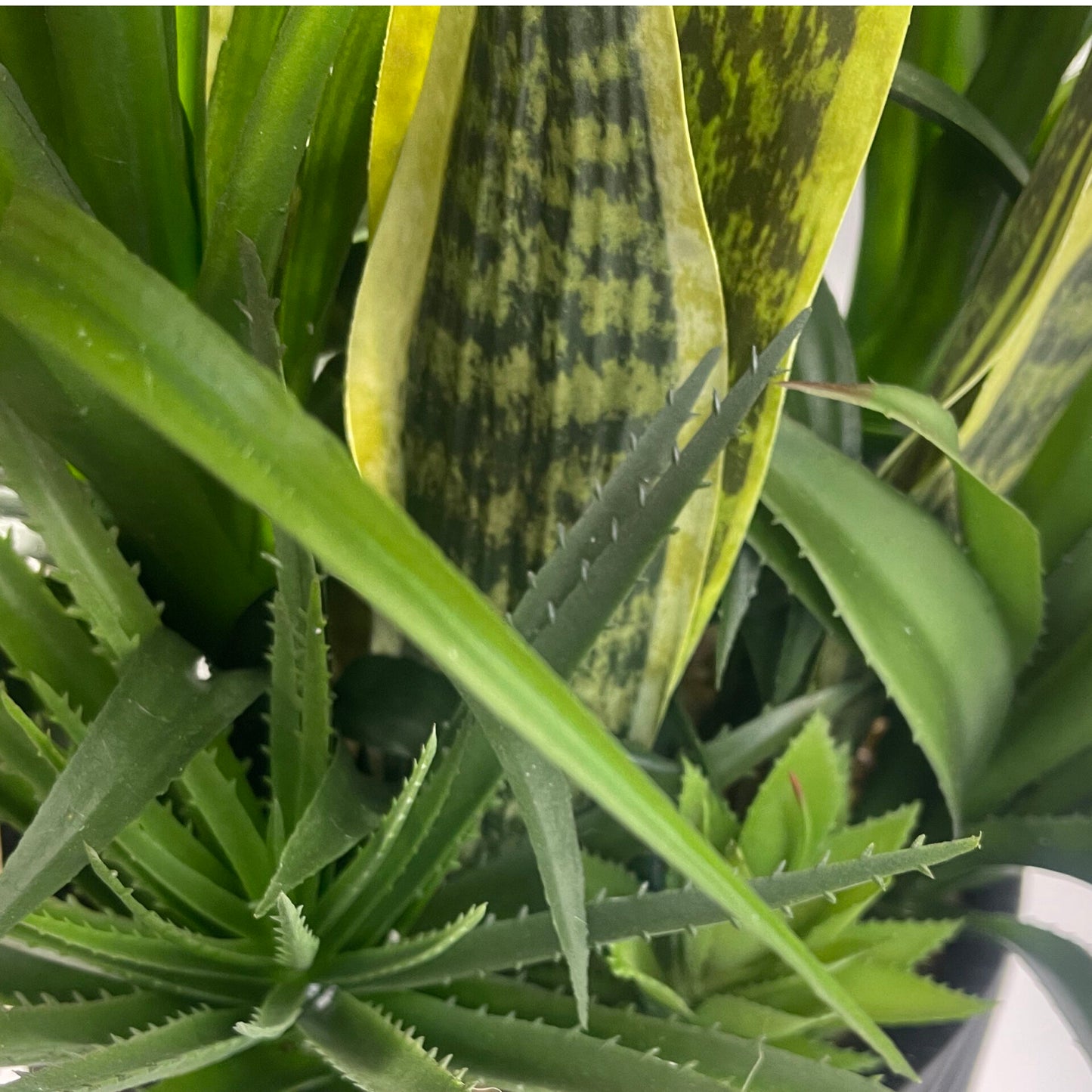 107cm Large Artificial Yucca Plant – Realistic Indoor Yucca in Decorative Cement Planter