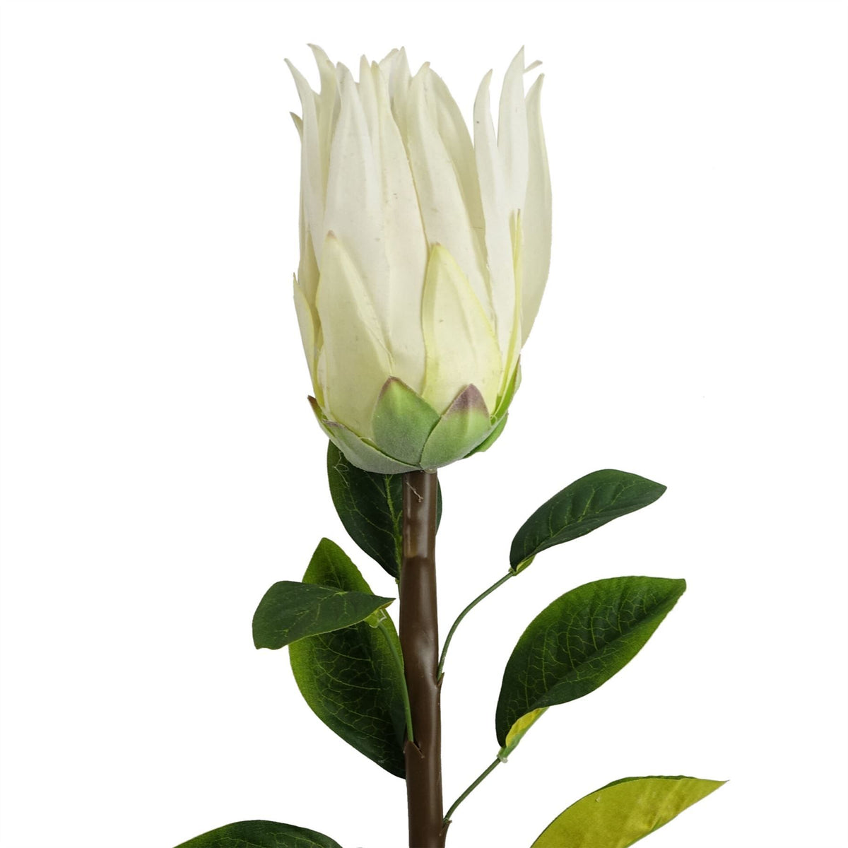 6 x 65cm Medium Artificial White Protea Flowers – Realistic Faux Sugarbush Stems