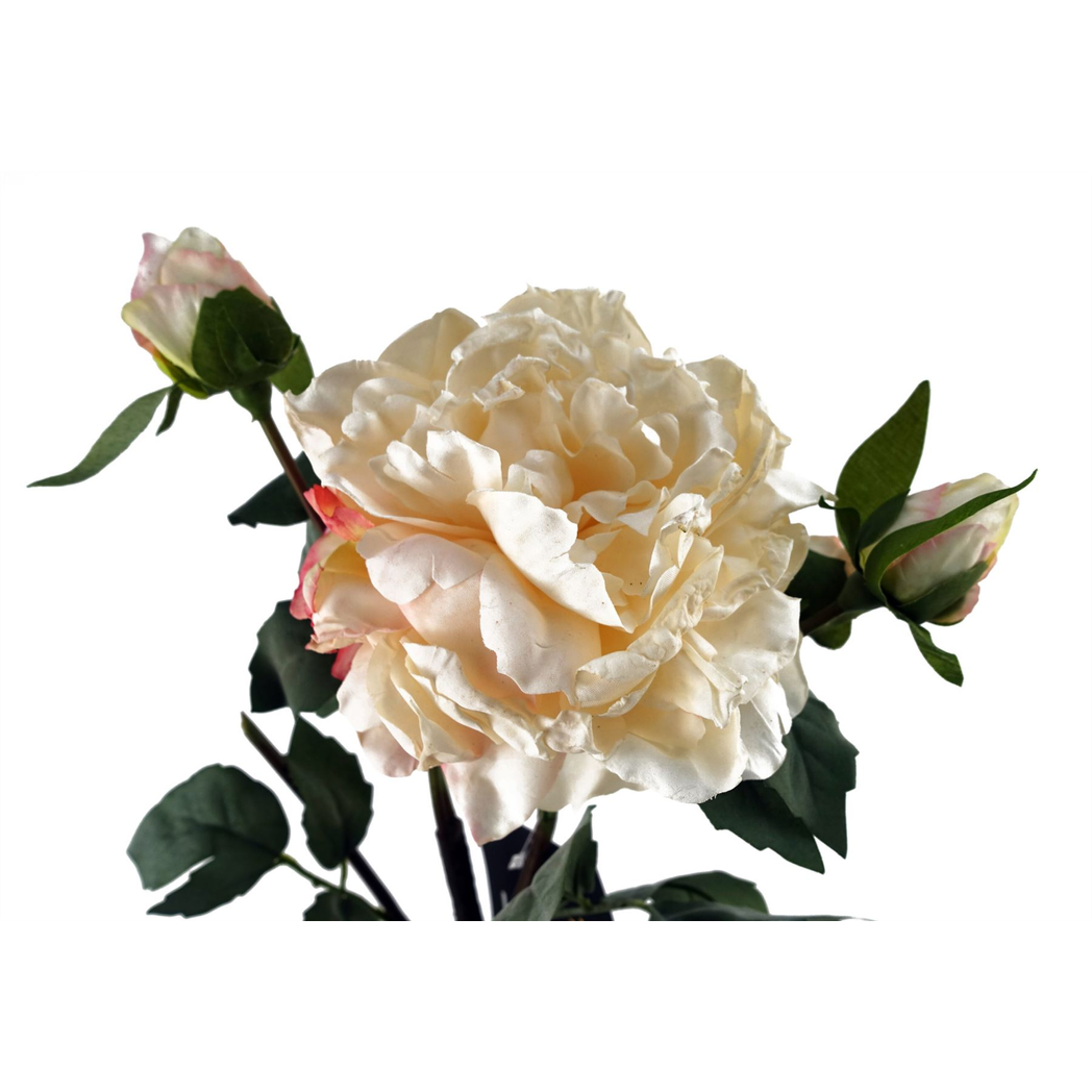 60cm Medium Premium Artificial Cream Peony Stem – Realistic Faux Peony with 1 Flower & 3 Buds