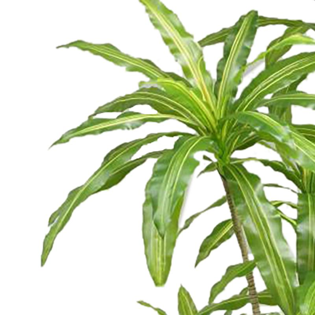 180cm Large Striped Artificial Dracaena Tree – Faux Dragon Tree
