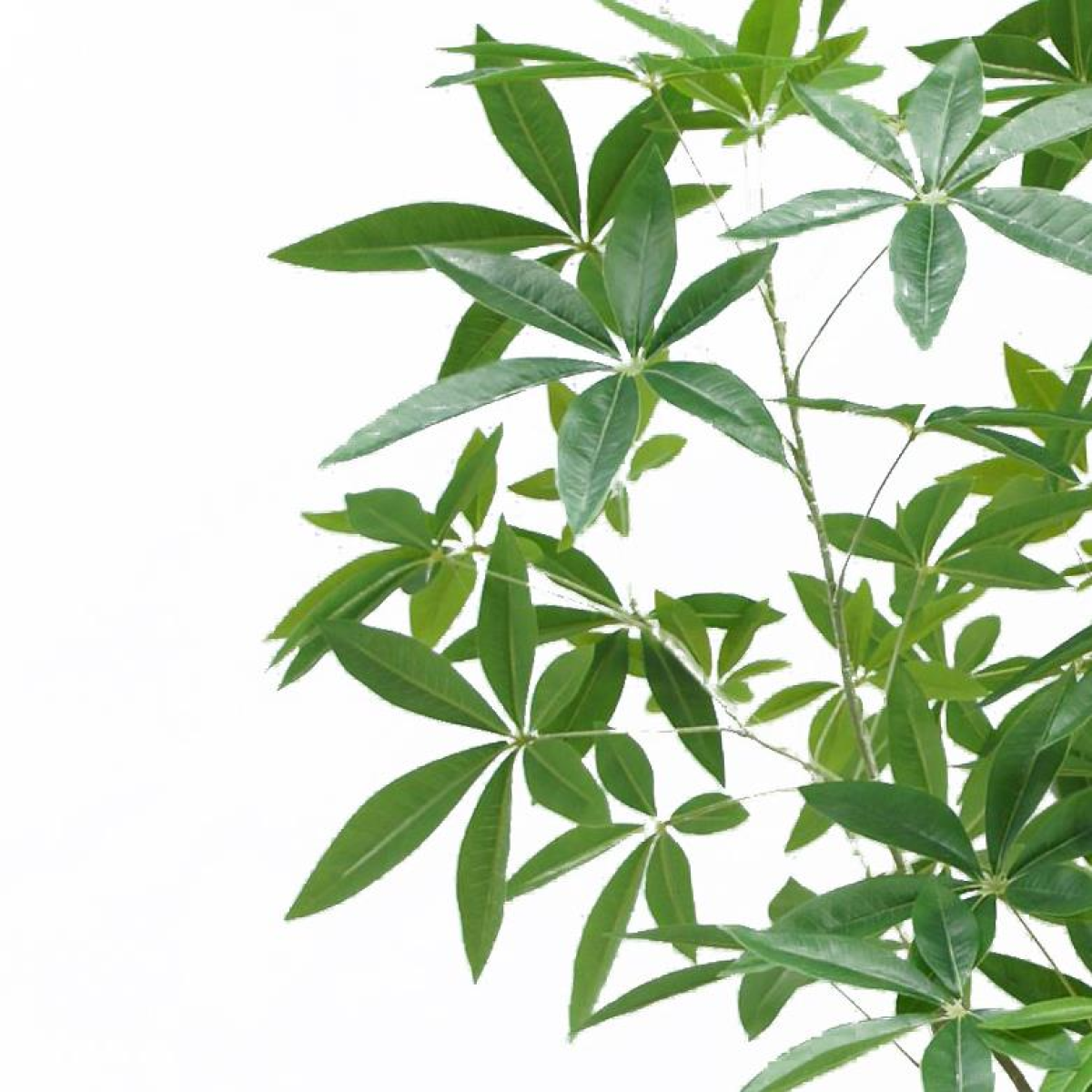 180cm Large Artificial Money Tree Pachira – Realistic Faux Plant