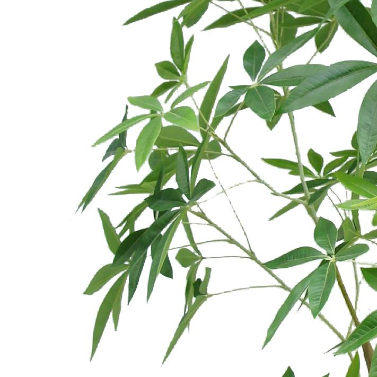 210cm Extra Large Artificial Money Tree Pachira – Realistic Faux Plant