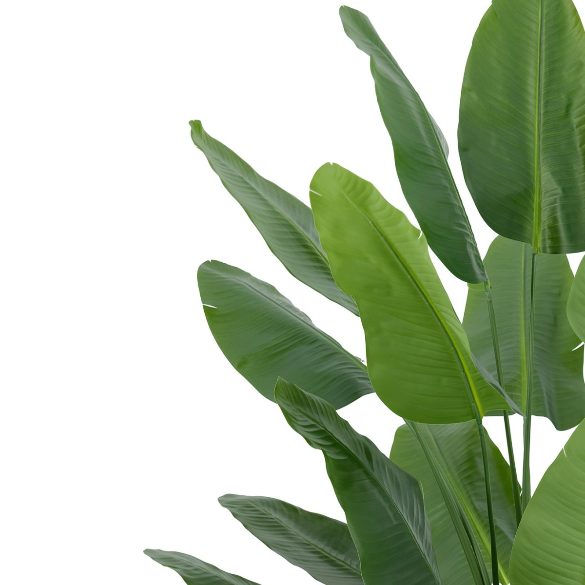 200cm Extra Large Traveller Palm Artificial Tree – Realistic Ravenala Foliage