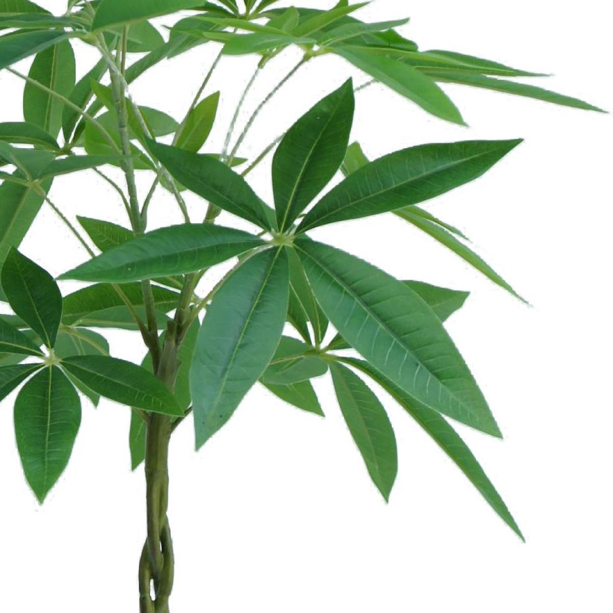 70cm Small Artificial Money Tree Pachira – Realistic Faux Plant