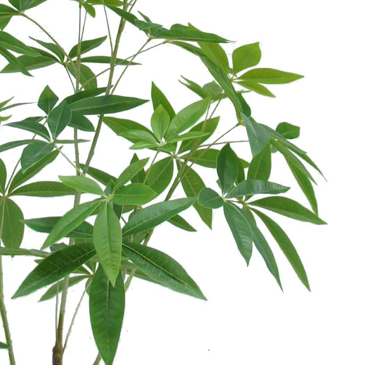 120cm Medium Artificial Money Plant Pachira – Realistic Faux Tree
