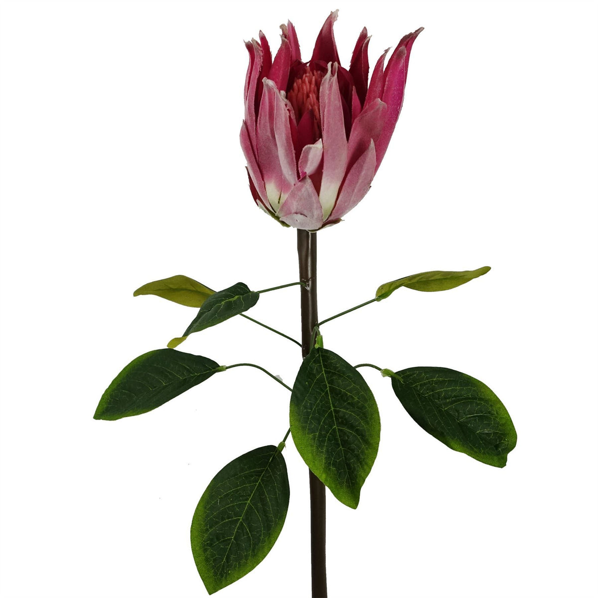 6 x 65cm Medium Artificial Pink Protea Flowers – Realistic Faux Sugarbush Stems