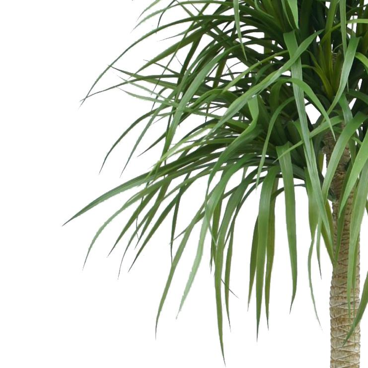 180cm Large Artificial Dracaena Tree – Lifelike Indoor Tropical Plant