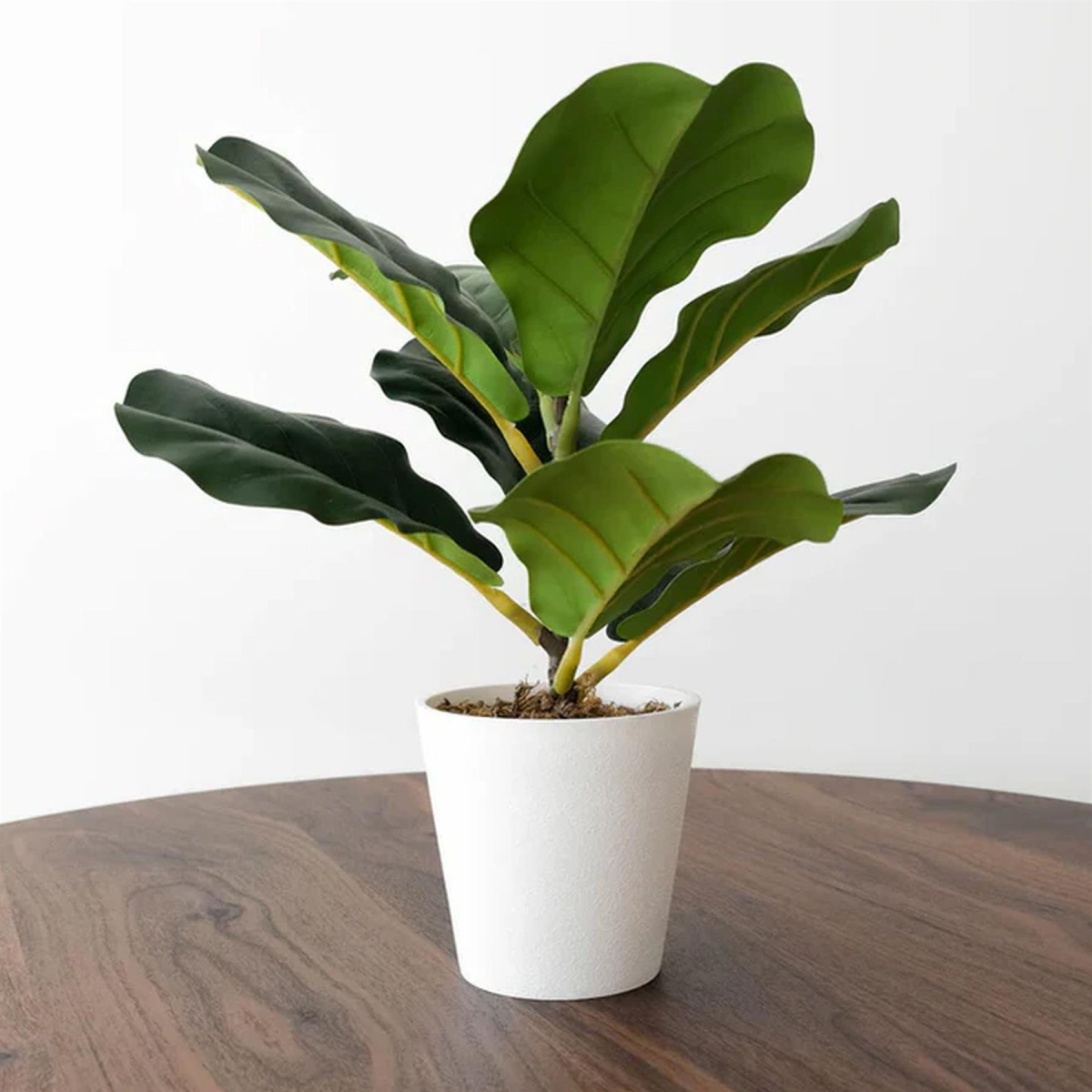 38cm Small Artificial Fiddle Leaf Fig Plant in White Pot – Indoor Ficus