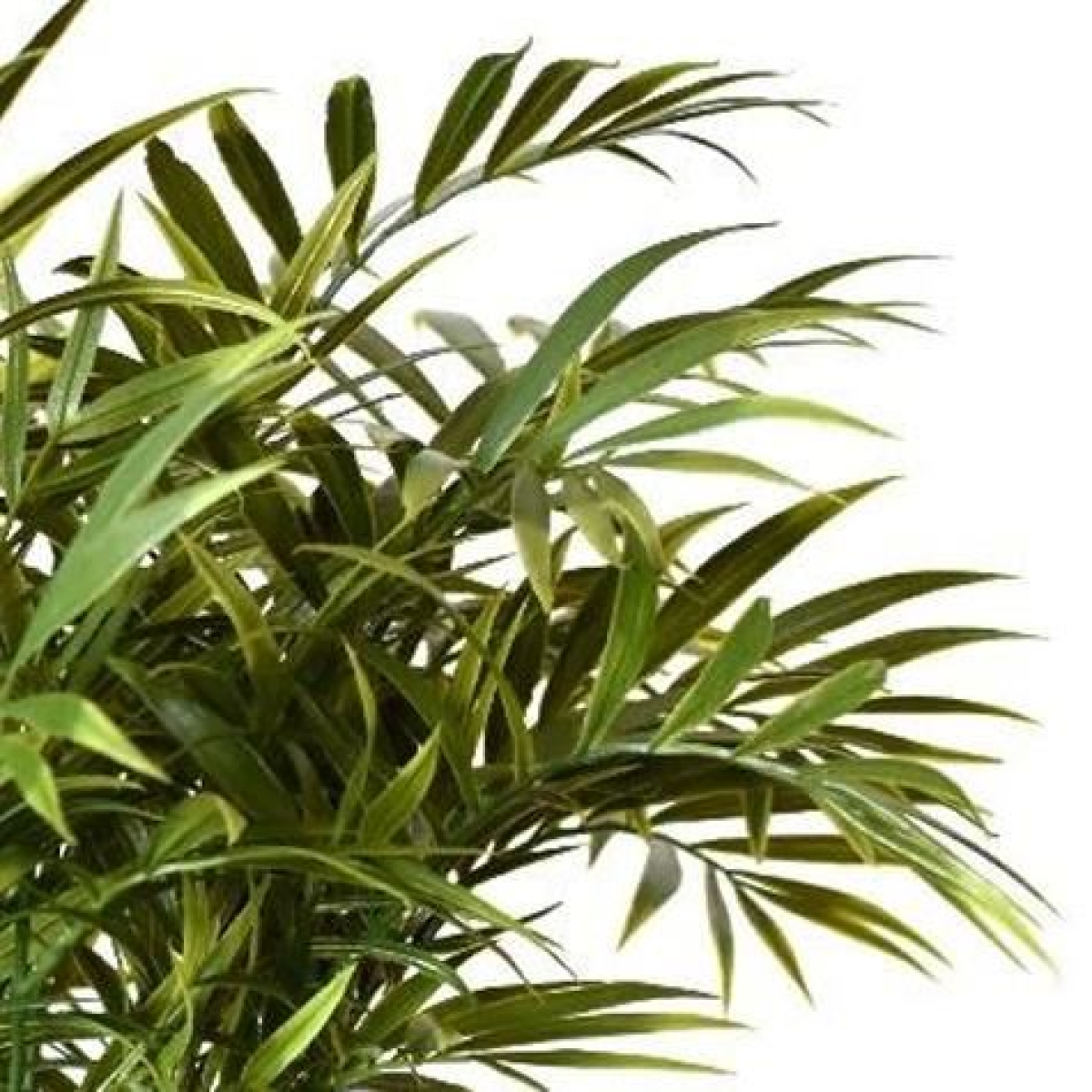 6 x 40cm Fire Retardant Artificial Palm Stems – Realistic Tropical Foliage Set