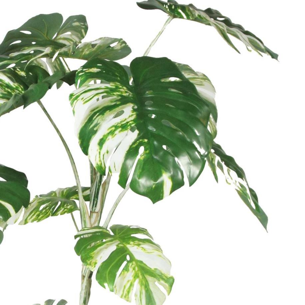 210cm Extra Large Variegated Monstera Artificial Plant – Lifelike Indoor Tropical Plant