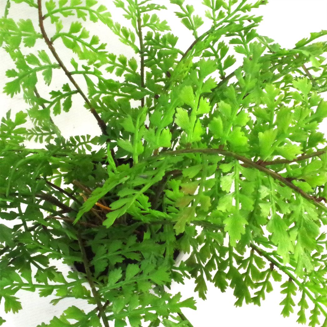 30cm Small Artificial Royal Fern – Potted Faux Fern in White Planter