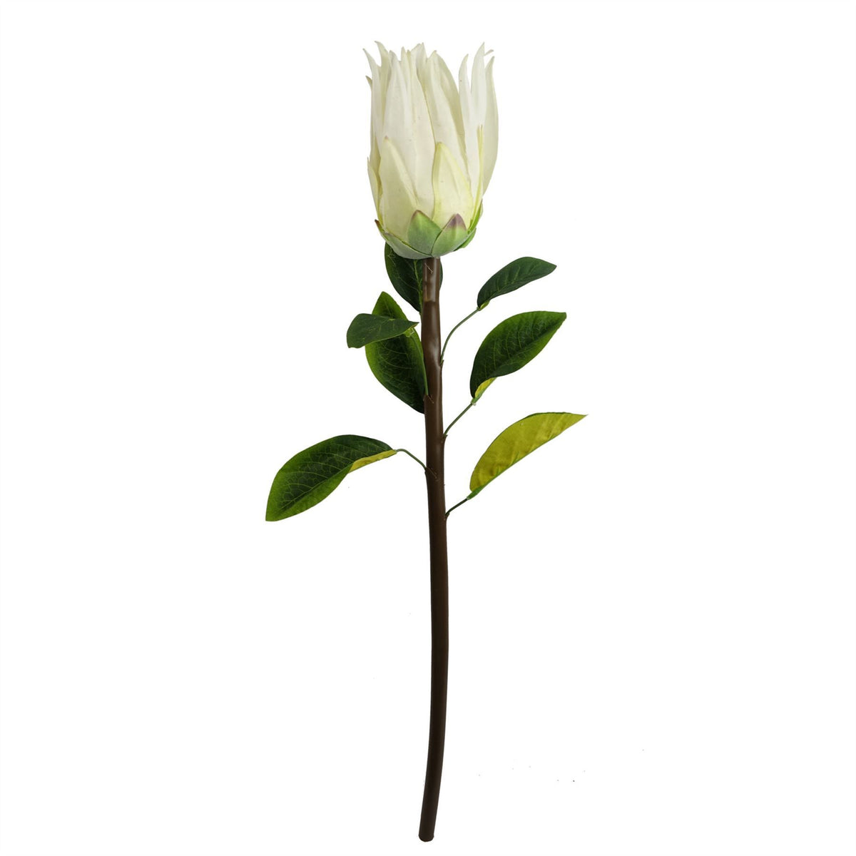 65cm Medium Artificial White Protea Flower – Realistic Faux Sugarbush Stem