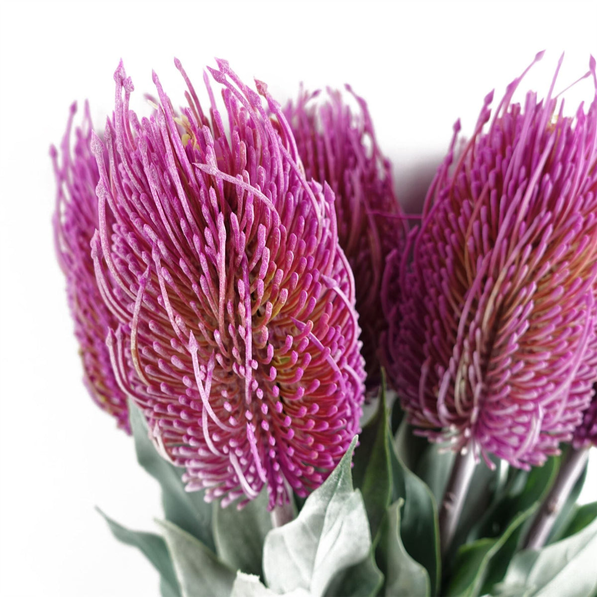 75cm Medium Artificial Pink Banksia Menziesii Flower – Realistic Faux Stem