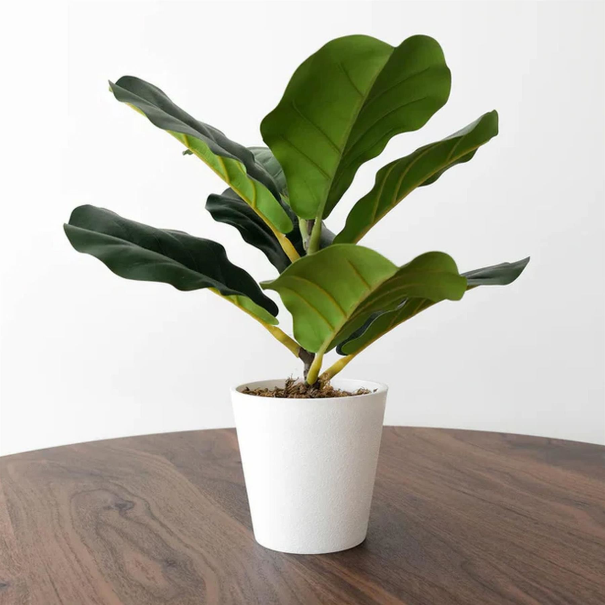 6 x 38cm Small Artificial Fiddle Leaf Fig Plants in White Pots – Indoor Ficus