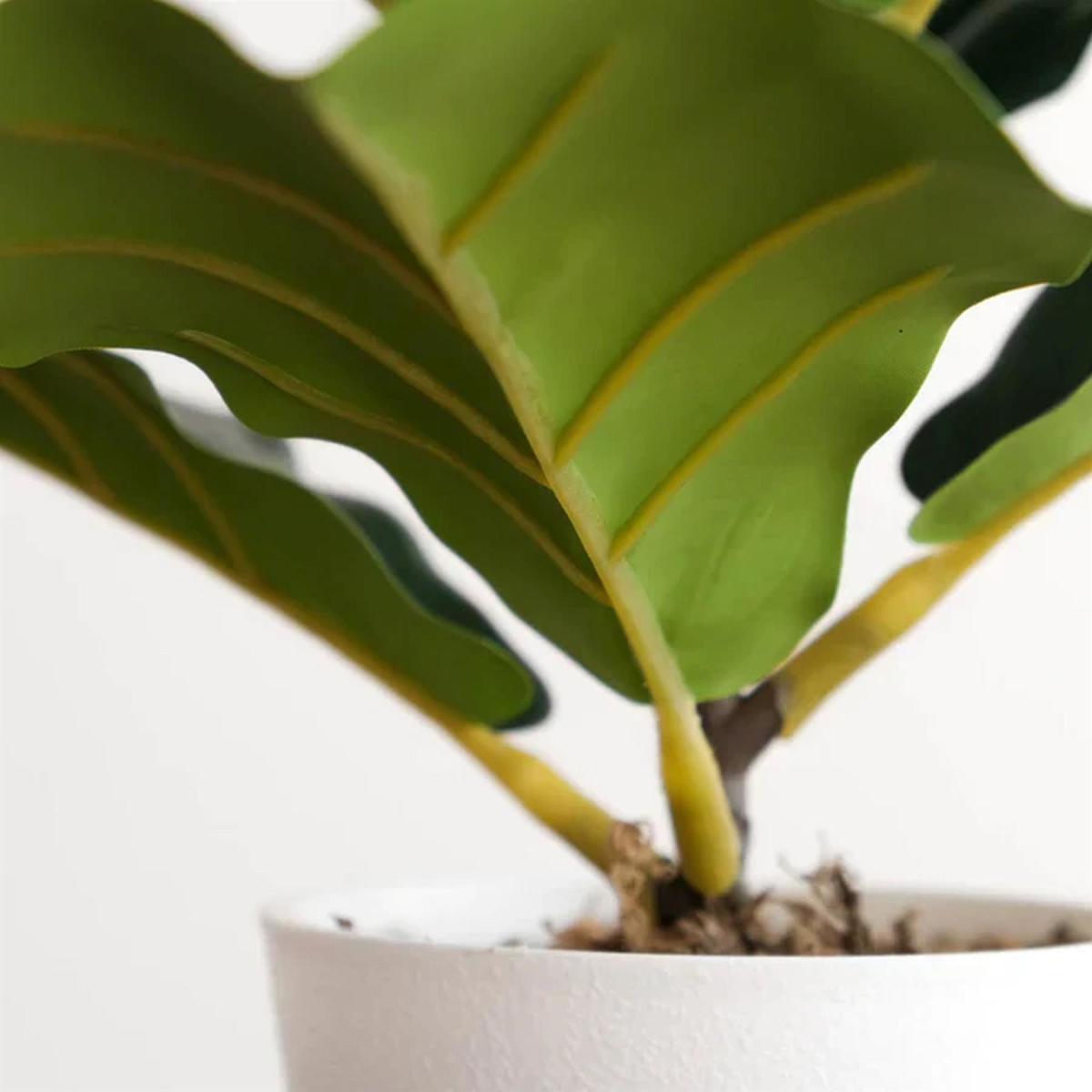 6 x 38cm Small Artificial Fiddle Leaf Fig Plants in White Pots – Indoor Ficus