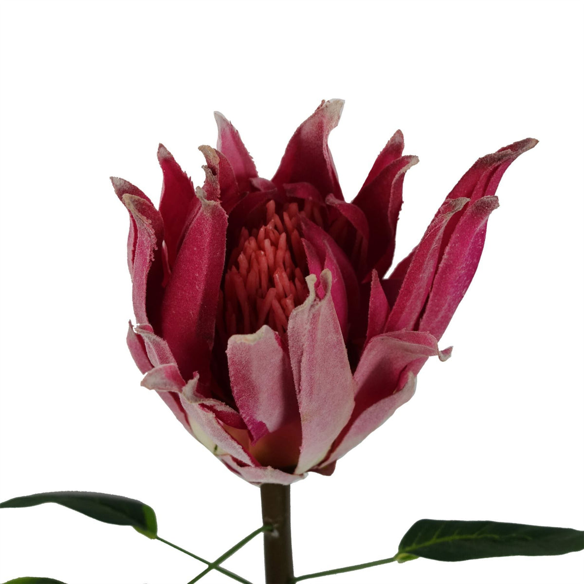 65cm Medium Artificial Pink Protea Flower – Realistic Faux Sugarbush Stem