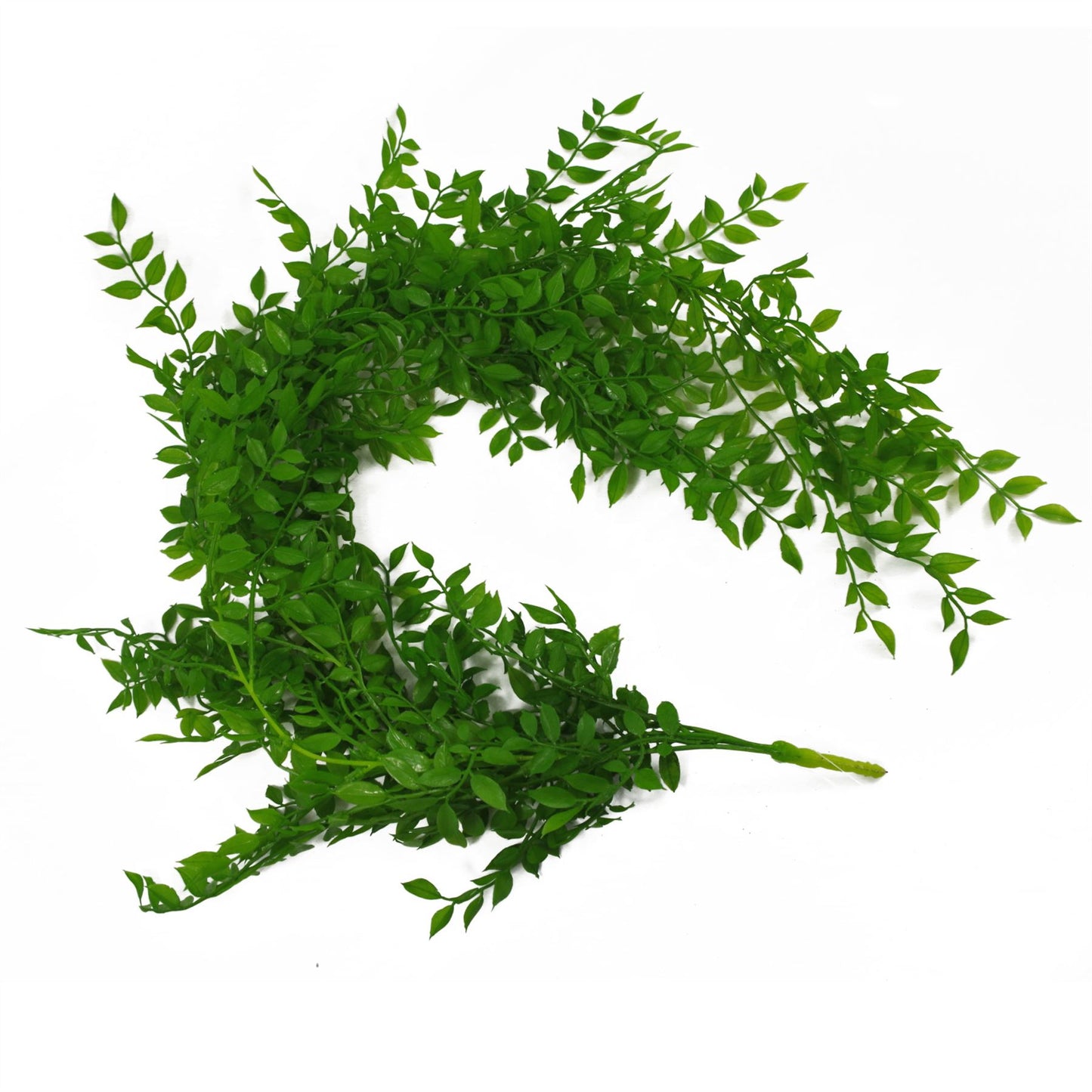 100cm Large Artificial Hanging & Trailing String of Pearls Fern – Realistic Light Green Faux Plant