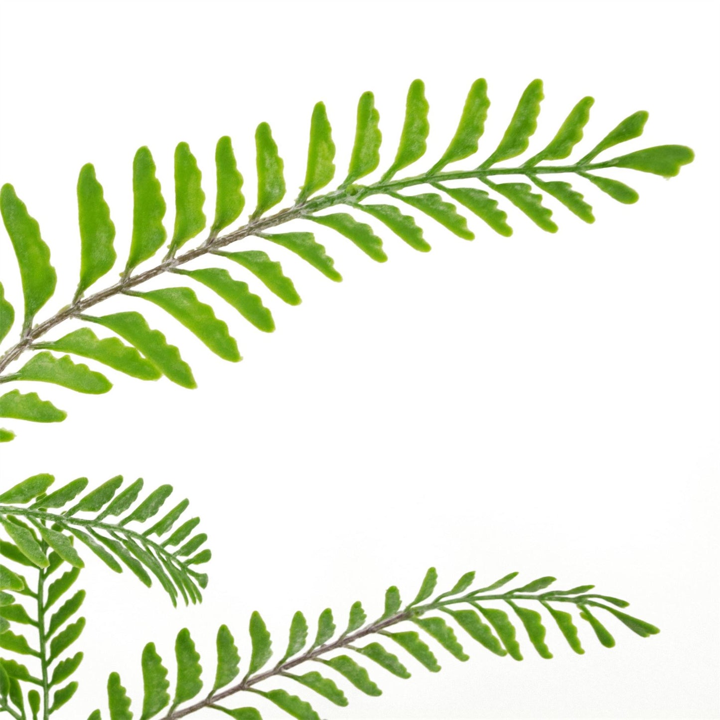 6 x 55cm Small Artificial Himalayan Maidenhair Fern Bushes – Light Green Faux Fern Set