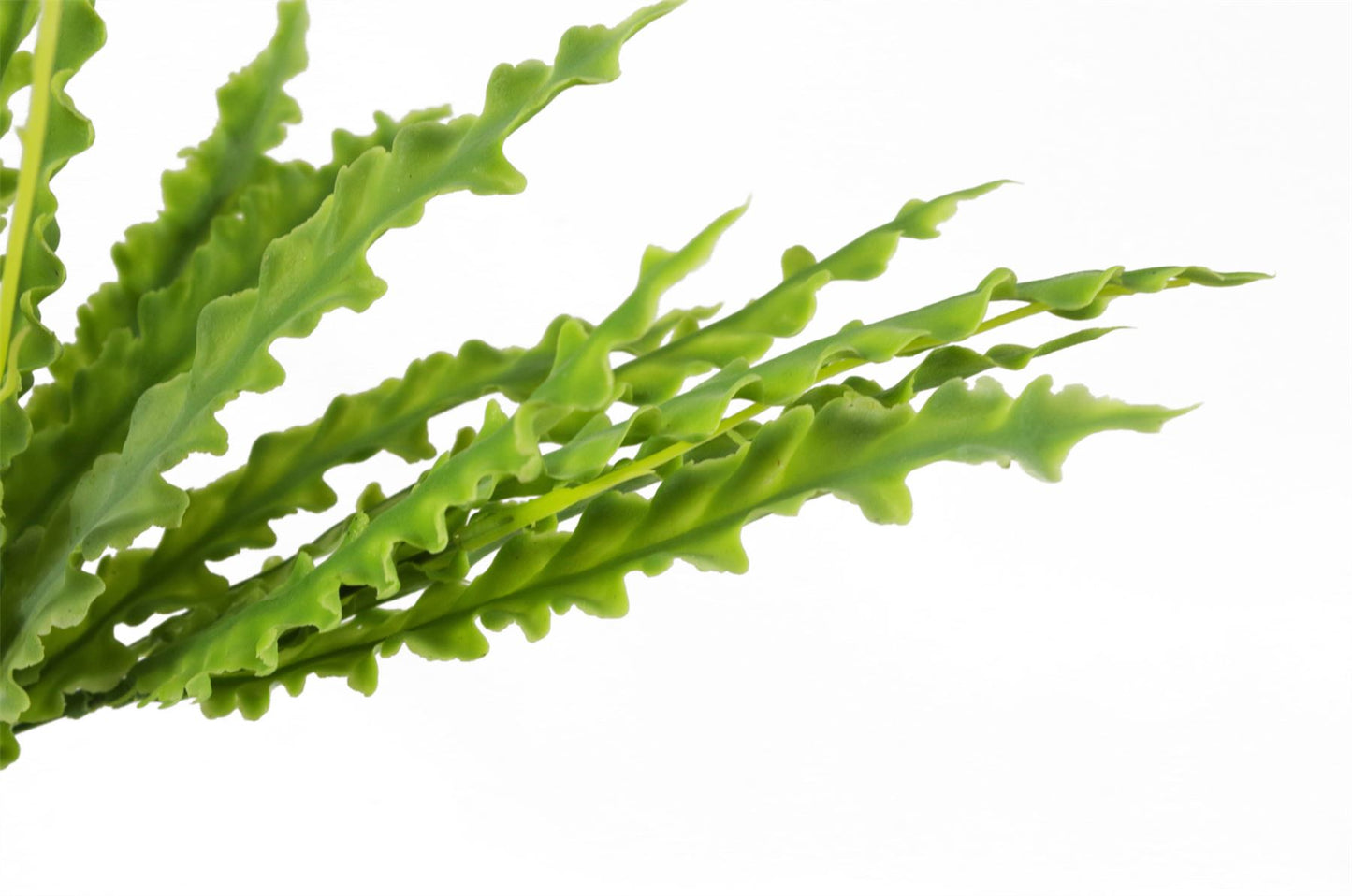 12 x 40cm Small Artificial Crocodile Fern - Bare Stem Plant Sets