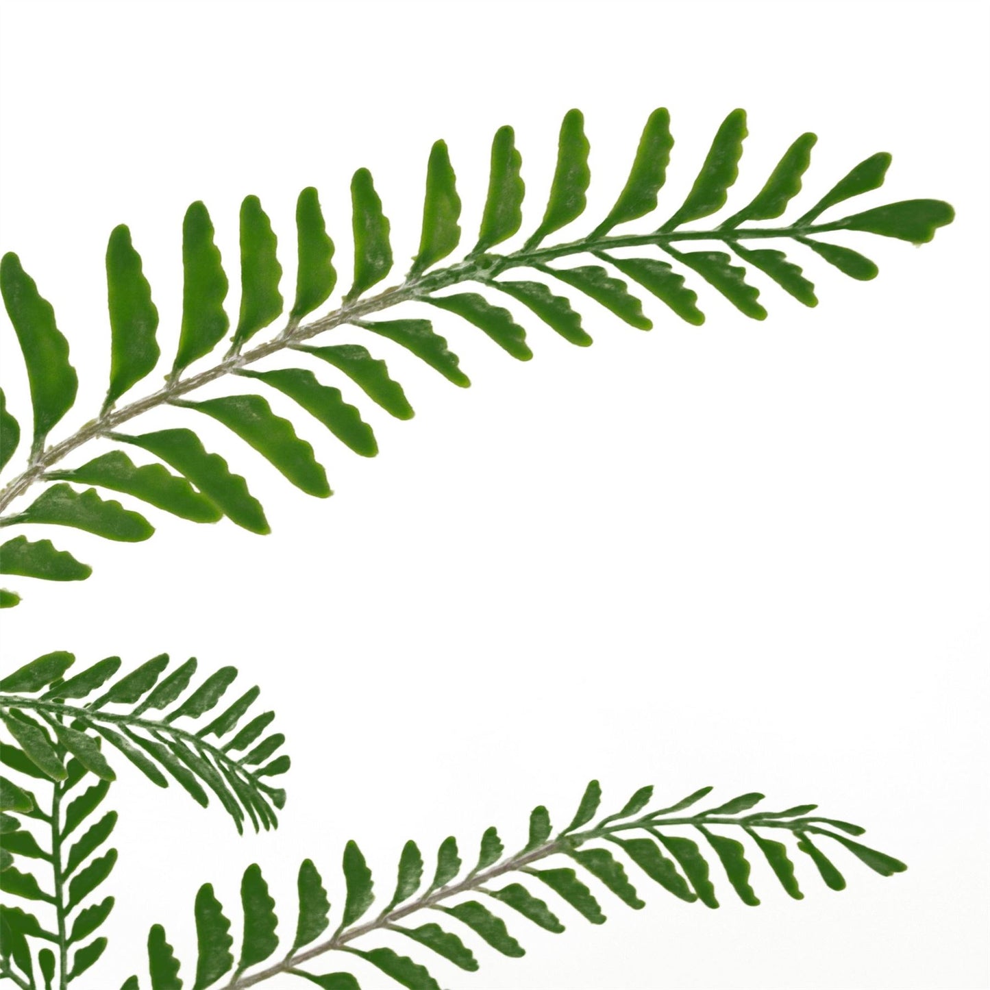 6 x 55cm Small Artificial Himalayan Maidenhair Fern Bushes – Dark Green Faux Fern Set