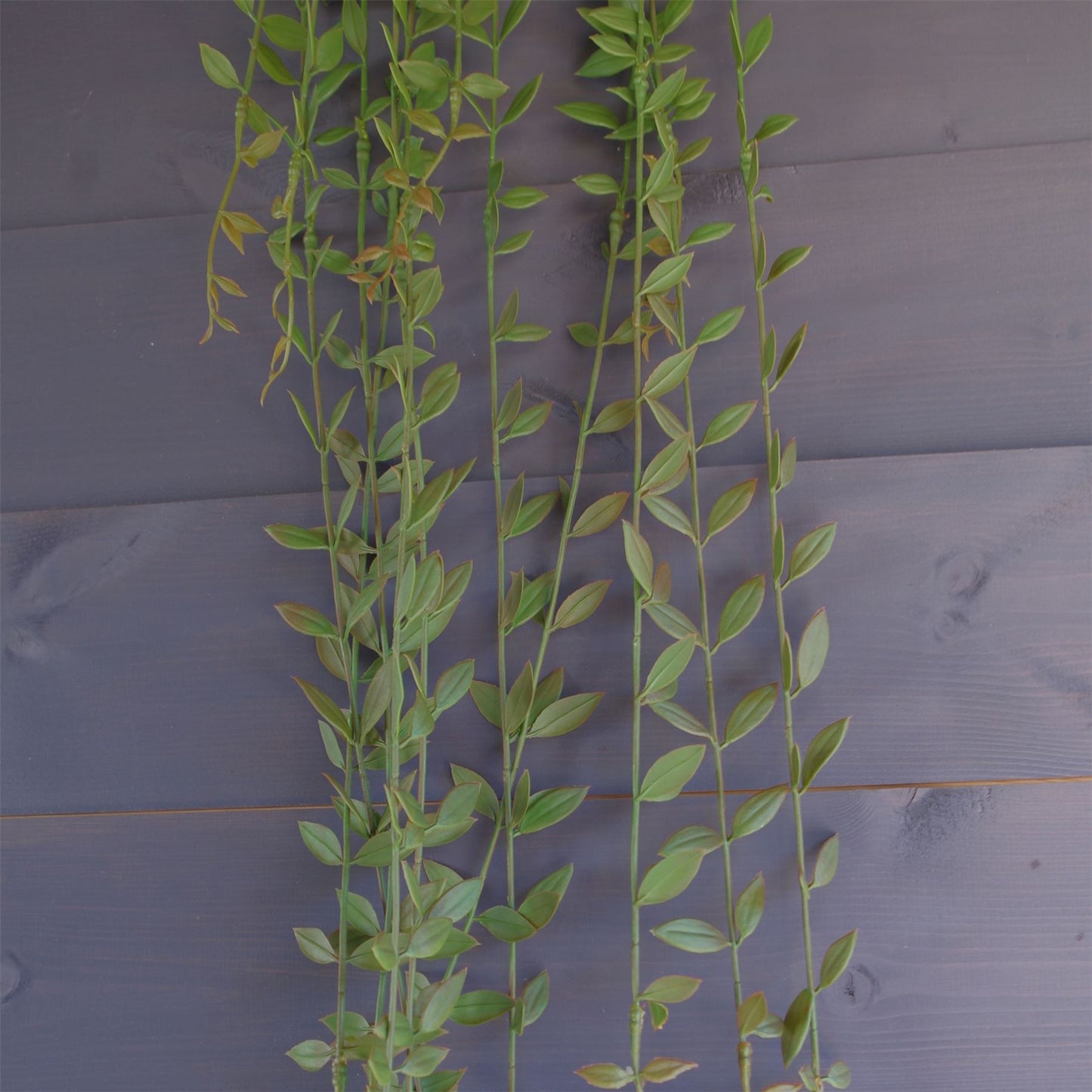 120cm Large Artificial Hanging String of Pearls – Realistic Trailing Succulent Vines