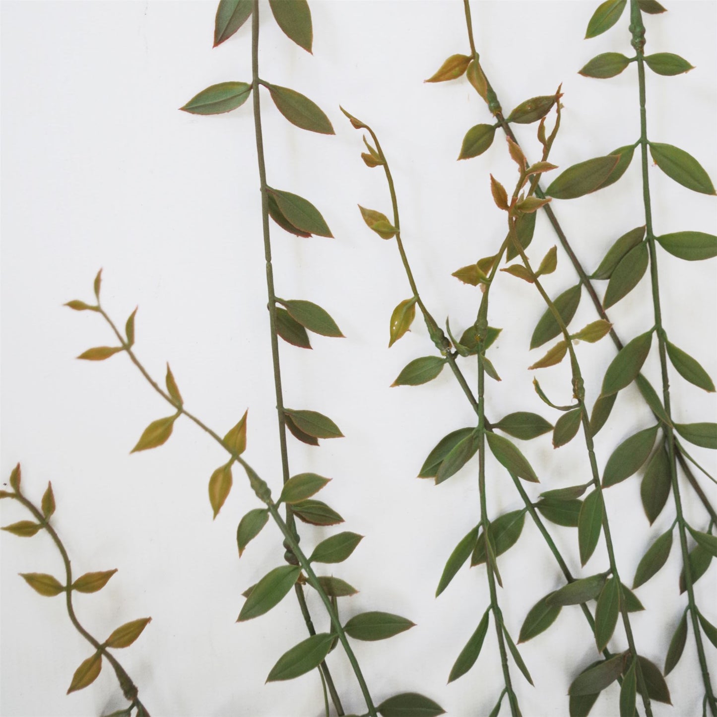 120cm Large Artificial Hanging String of Pearls – Realistic Trailing Succulent Vines