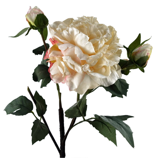 60cm Medium Premium Artificial Cream Peony Stem – Realistic Faux Peony with 1 Flower & 3 Buds