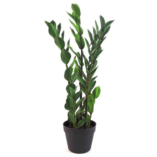 75cm Medium Artificial Zanzibar Gem Zamioculcas Plant – Faux ZZ Succulent