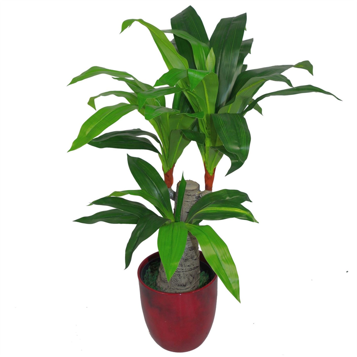 75cm Medium Artificial Triple Branch Dracaena Plant with Wide Trunk