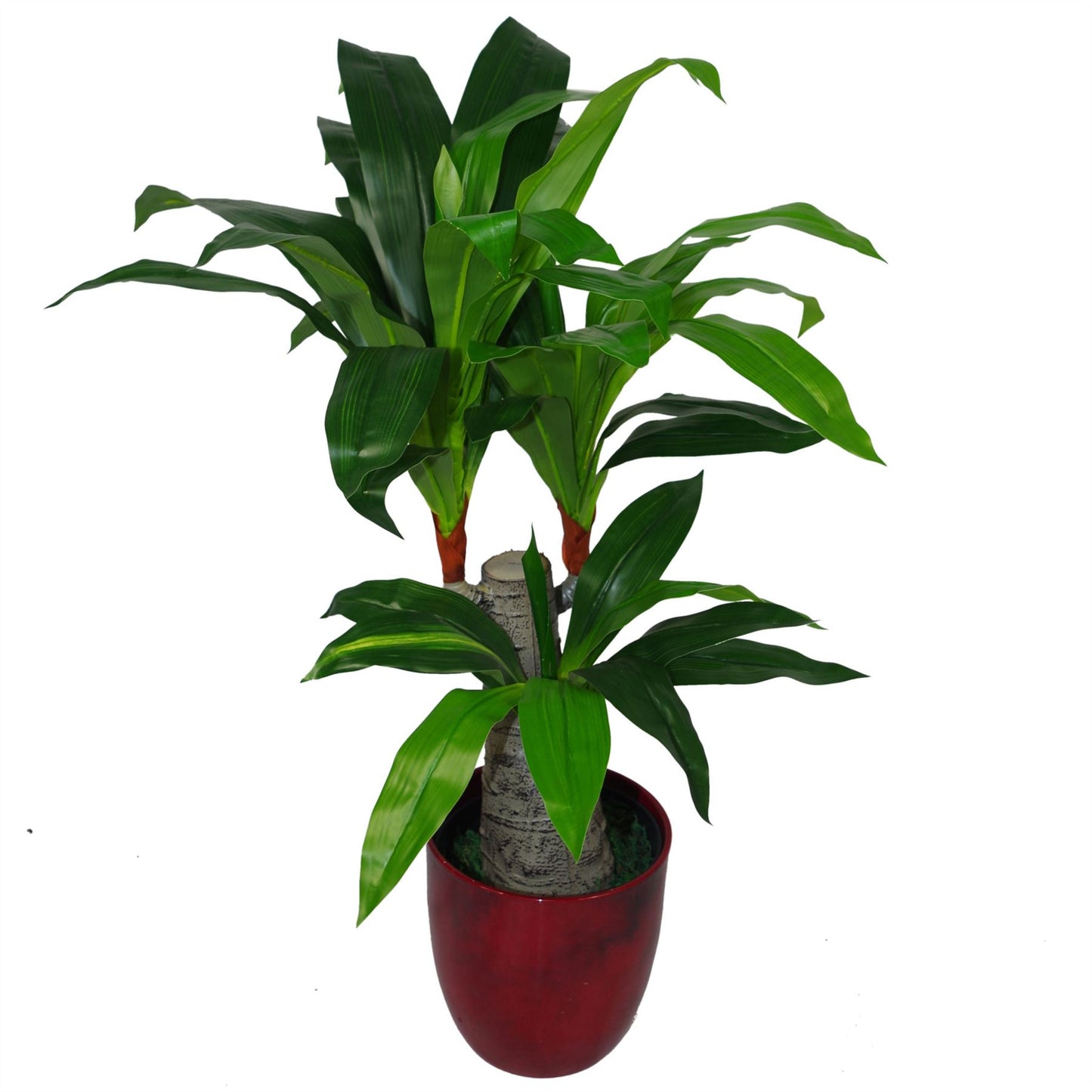 75cm Medium Artificial Triple Branch Dracaena Plant with Wide Trunk
