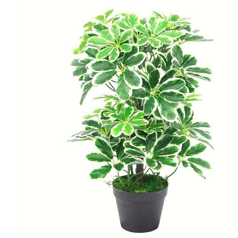 55cm Small Artificial Variegated Umbrella Plant – Realistic Schefflera Arboricola
