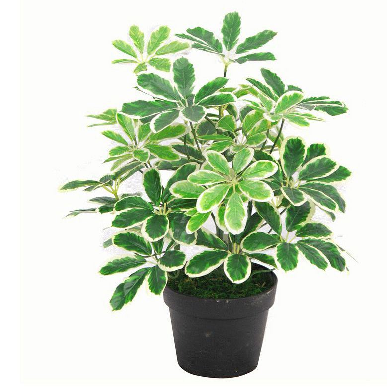 55cm Small Compact Artificial Variegated Umbrella Plant – Realistic Schefflera Arboricola