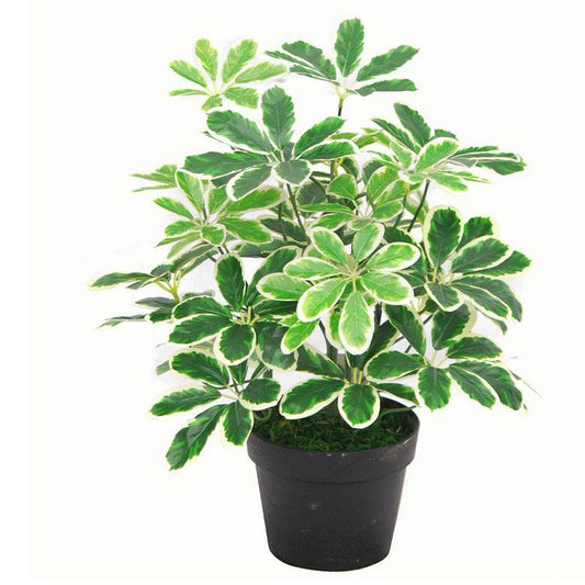 55cm Small Compact Artificial Variegated Umbrella Plant – Realistic Schefflera Arboricola