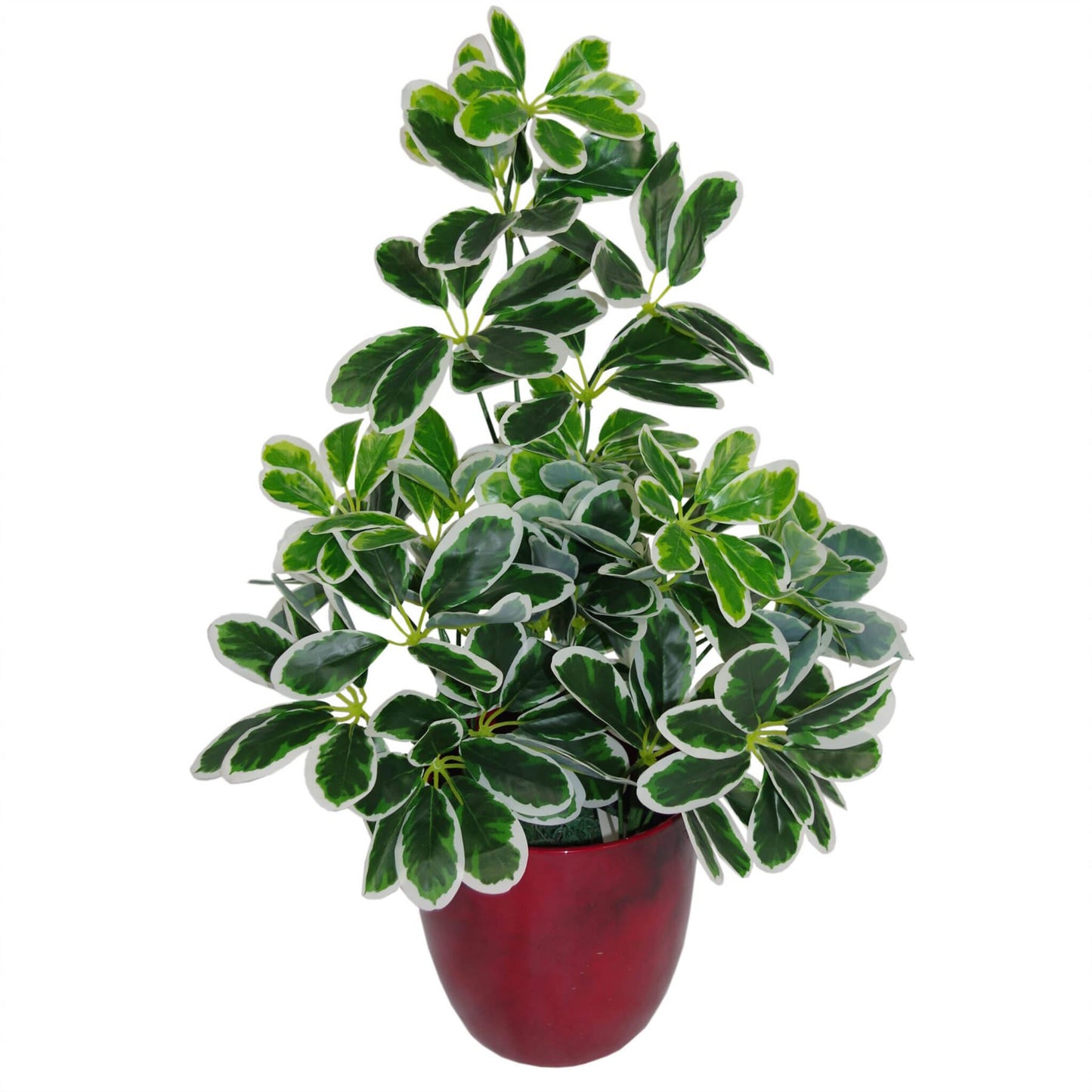 55cm Small Compact Artificial Variegated Umbrella Plant – Realistic Schefflera Arboricola