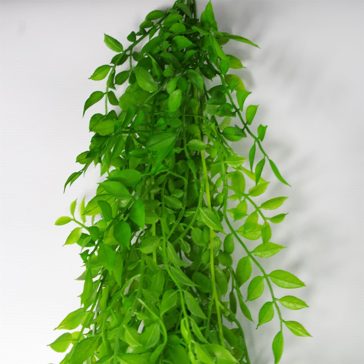 6 x 100cm Large Artificial Hanging & Trailing String of Pearls Fern – Realistic Light Green Faux Plants