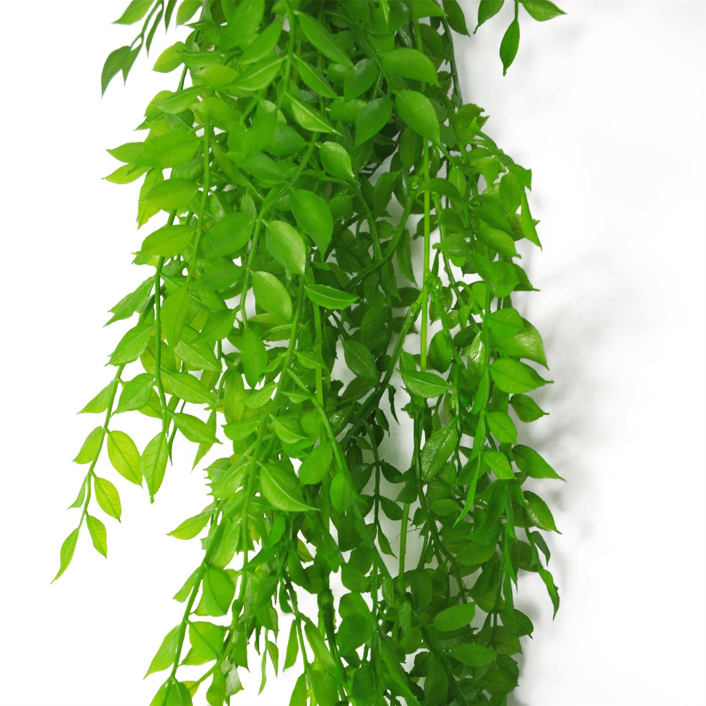 6 x 100cm Large Artificial Hanging & Trailing String of Pearls Fern – Realistic Light Green Faux Plants