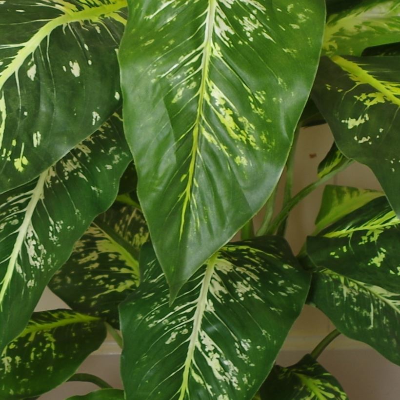 100cm Large Artificial Aglaonema Plant – Fox's Spotted Evergreen with Realistic Green Foliage and Gold Planter