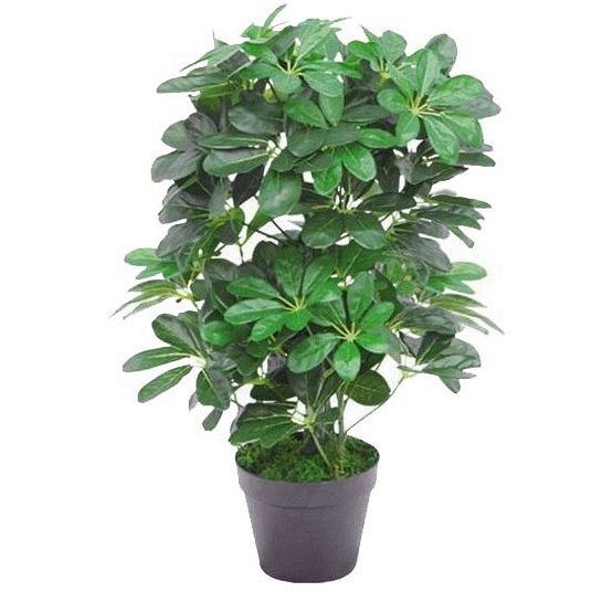 55cm Small Artificial Dark Green Umbrella Plant – Realistic Schefflera Arboricola