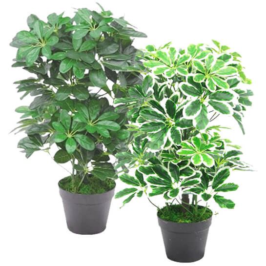 55cm Small Artificial Dark Green Umbrella Plant – Realistic Schefflera Arboricola