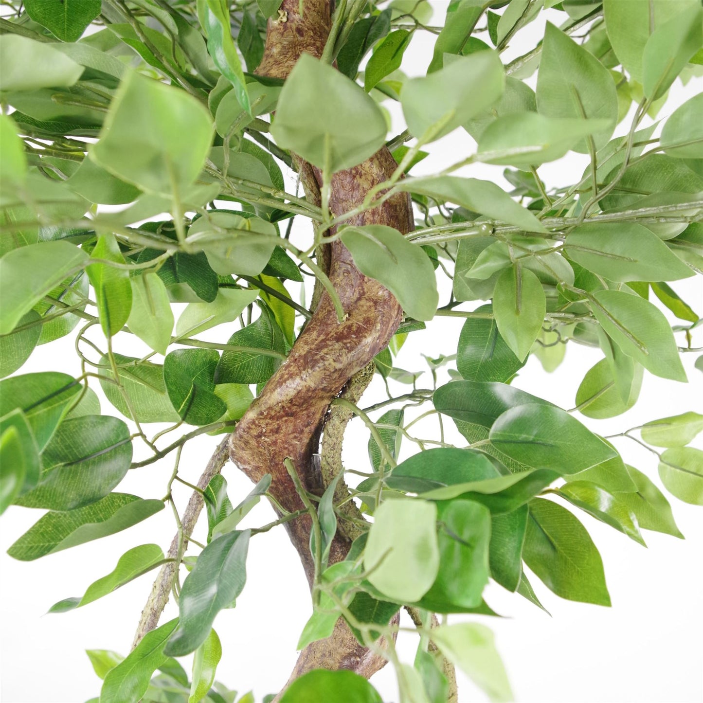 150cm Large Artificial Ficus Tree – Twisted Trunk Japanese Fruticosa Style with Gold Planter