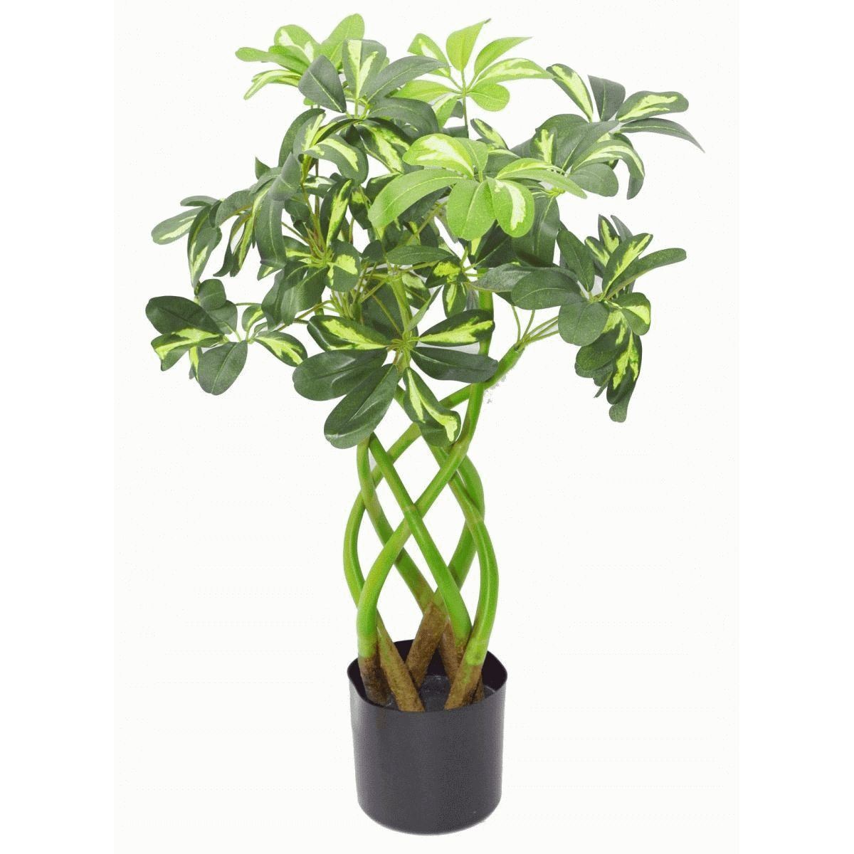 70cm Medium Artificial Umbrella Plant – Twisted Stem Schefflera Arboricola
