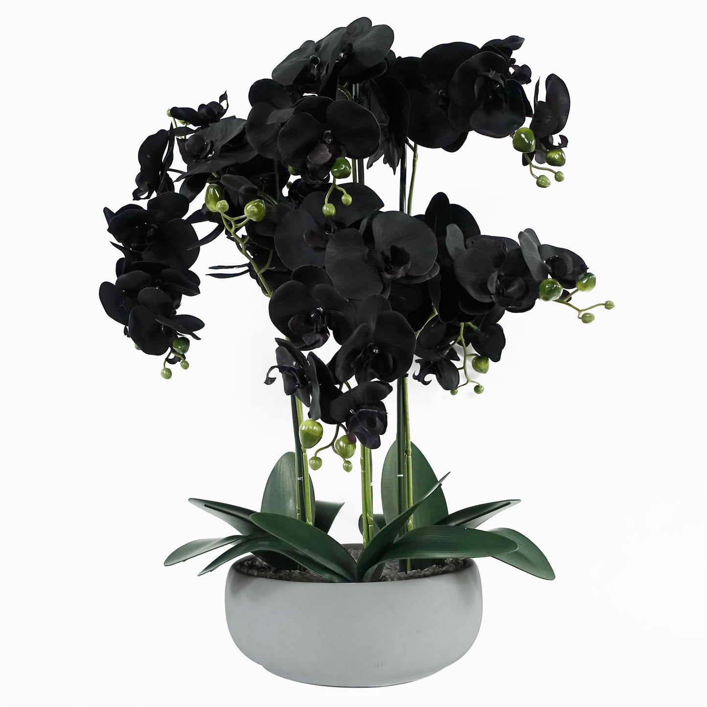 60cm Medium Black Artificial Orchid in White Ceramic Planter – Elegant Realistic Design