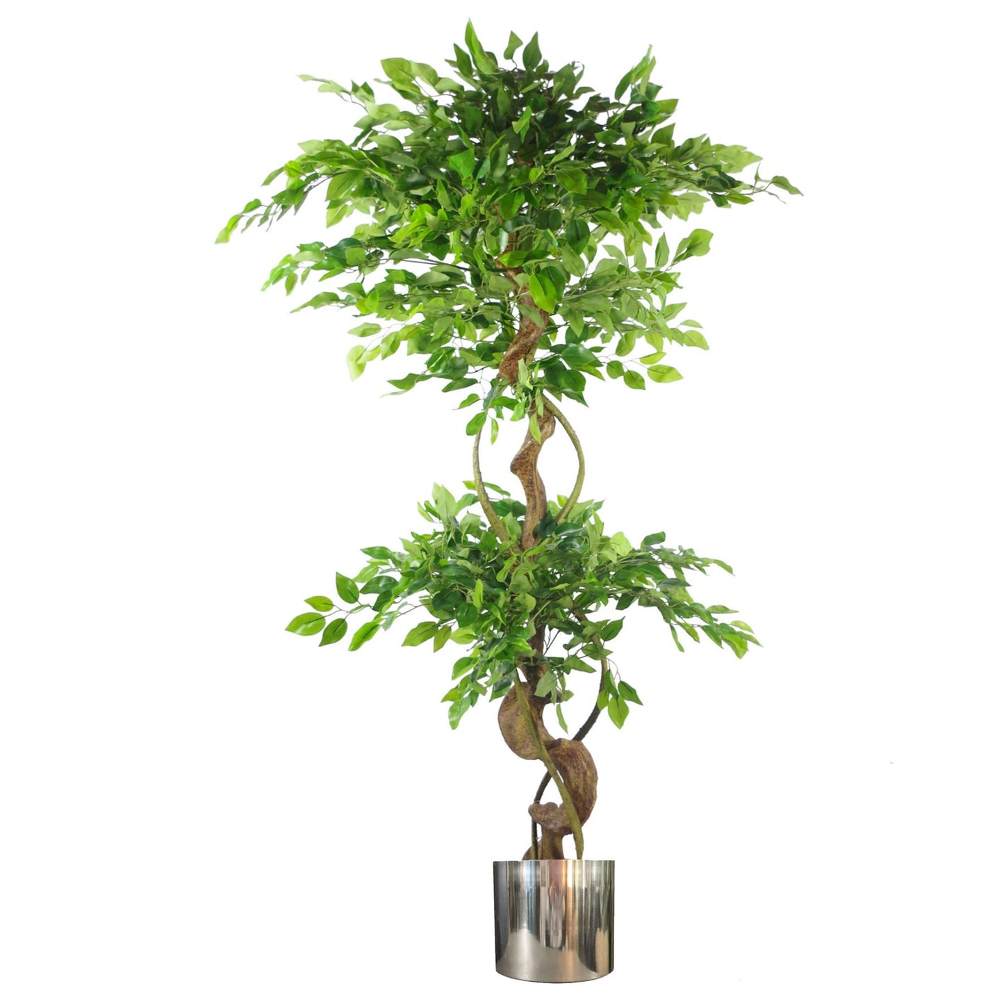 150cm Large Artificial Ficus Tree – Twisted Trunk Japanese Fruticosa Style with Silver Planter