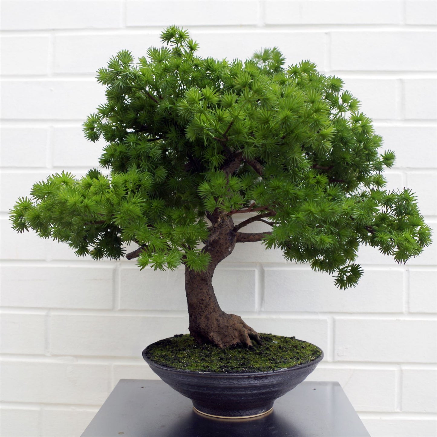 50cm Small Luxury Pine Artificial Bonsai Tree – Realistic Faux Pine in Black Ceramic Bowl