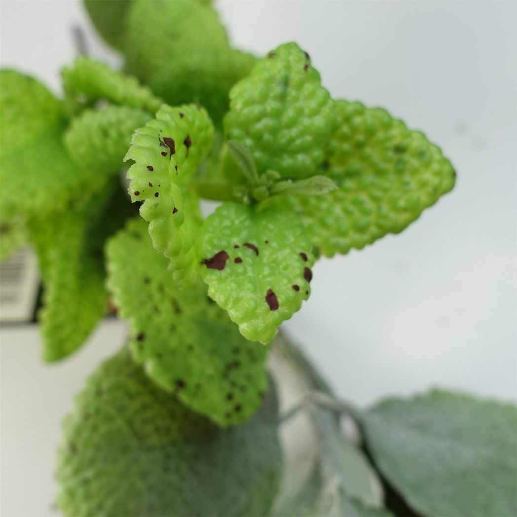 125cm Large Artificial Hanging & Trailing Mint Leaf Garland – Realistic Faux Greenery for Indoor Décor