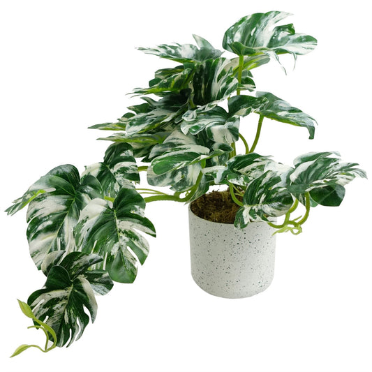 30cm Small Variegated Green Artificial Monstera Trailing Plant – Realistic Faux Monstera in White Planter
